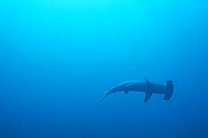 hammerhead.jpg (7891 bytes)