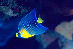 A juvenile Queen Angelfish.