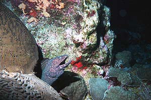 A spotted moray at night (Auto 35)