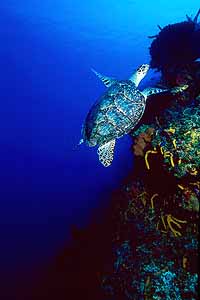 turtle-wall.jpg (12538 bytes)