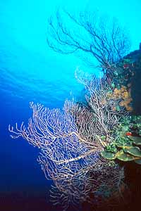 Sea Fans