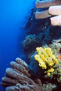 yellow-sponge.jpg (25430 bytes)