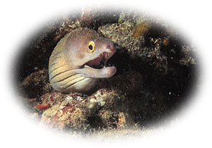 chestnut-moray.jpg (22017 bytes)