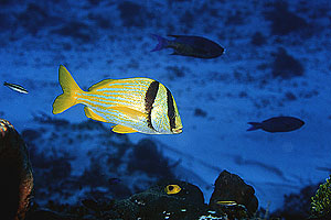 porkfish.jpg (28623 bytes)