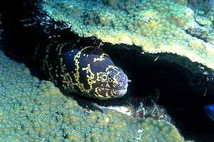 The only chain moray I have seen while carrying my camera.